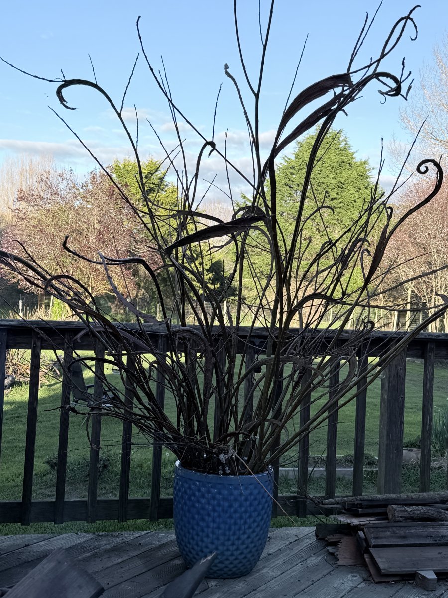 Fasciated willow stems